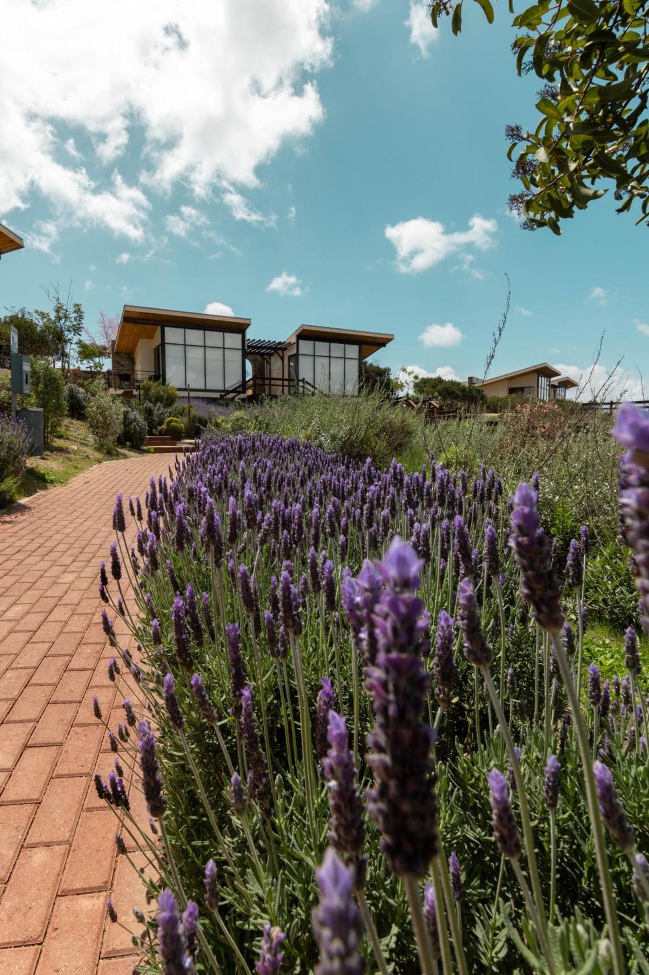 Contemplacion Resort & Spa Valle de Guadalupe Ngoại thất bức ảnh